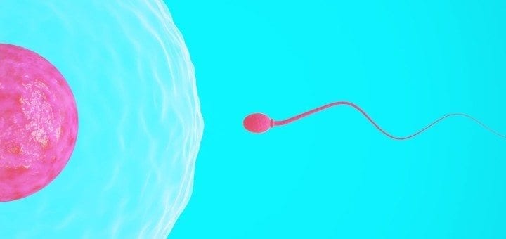 Sperm Health