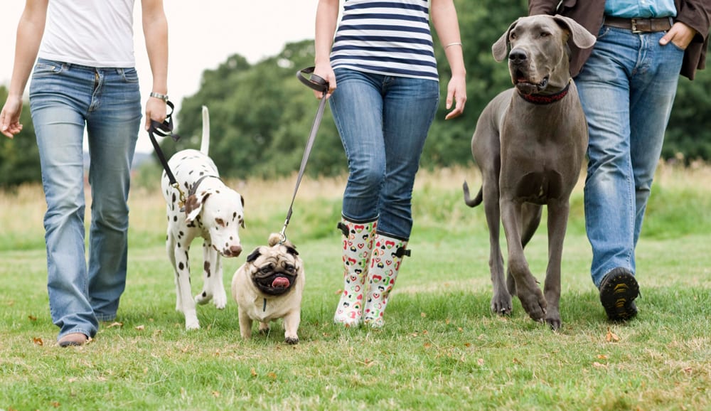 Omega-3 joint benefits for dogs