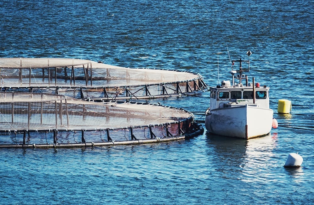 salmon fish farming