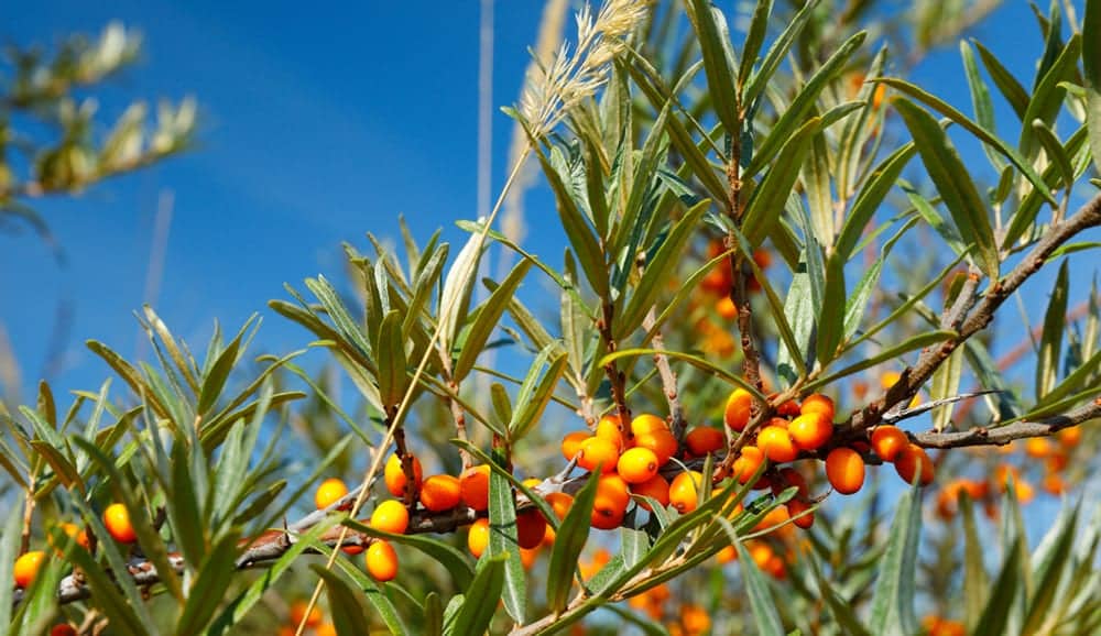 Sea Buckthorn Omega-3 Content