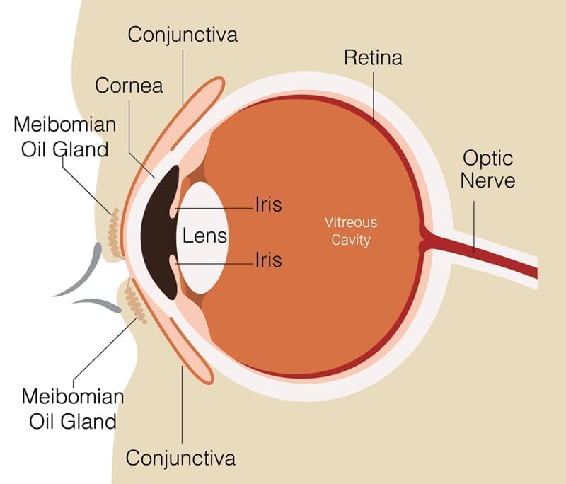 What are meibomian glands?