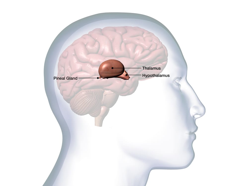 pineal gland anatomy