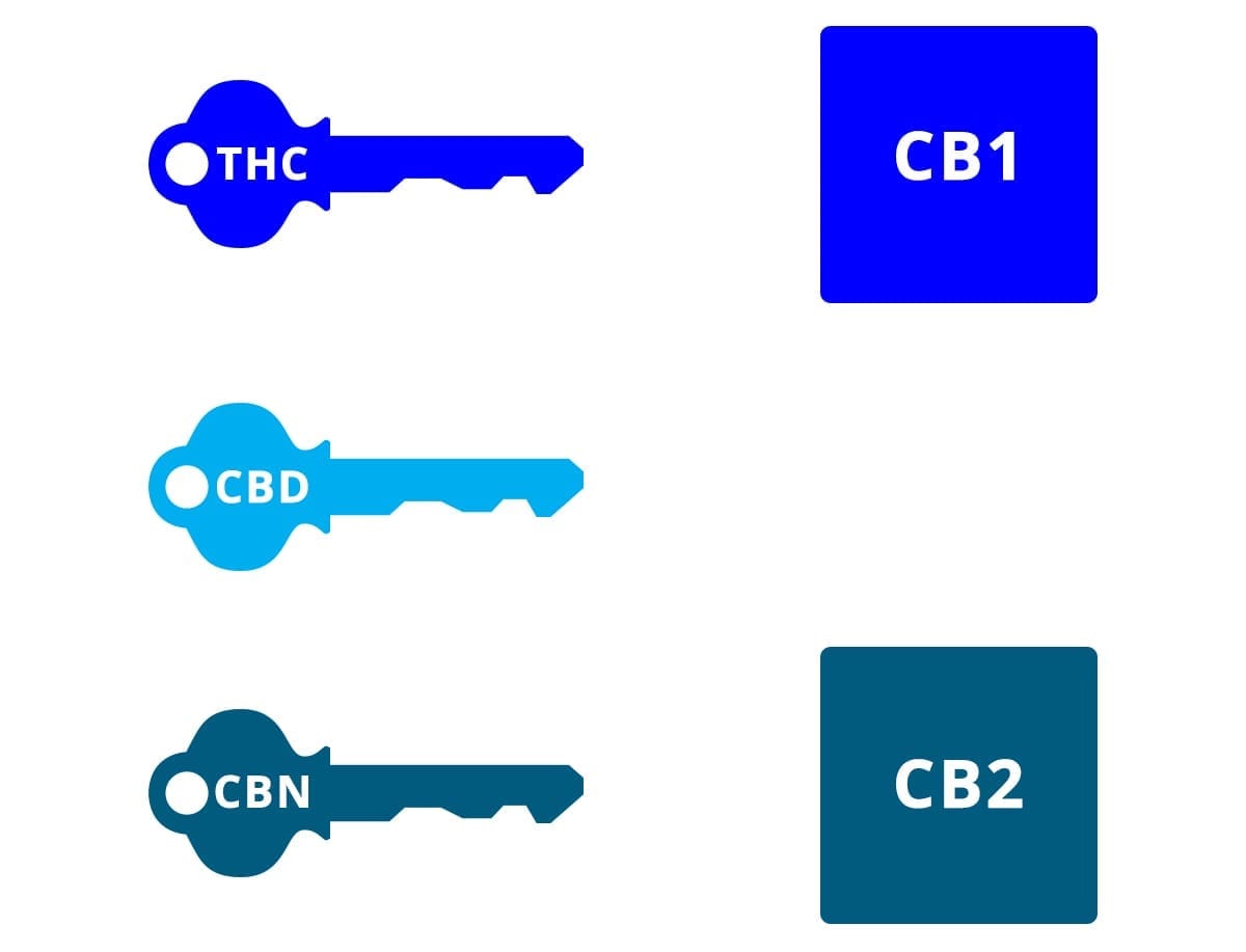 Cannabinoids and the endocannabinoid receptors