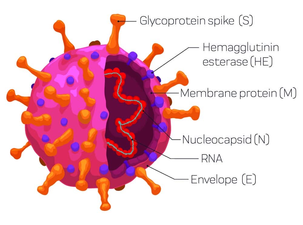 Coronavirus structure