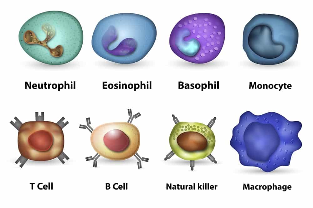 Vitamin D's impact on immune cells