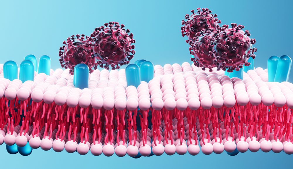 SARS-CoV-2 attempting to enter the cell membrane
