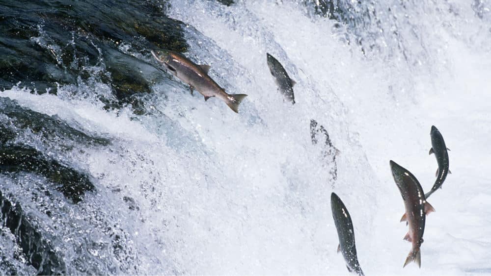 salmon jumping upstream