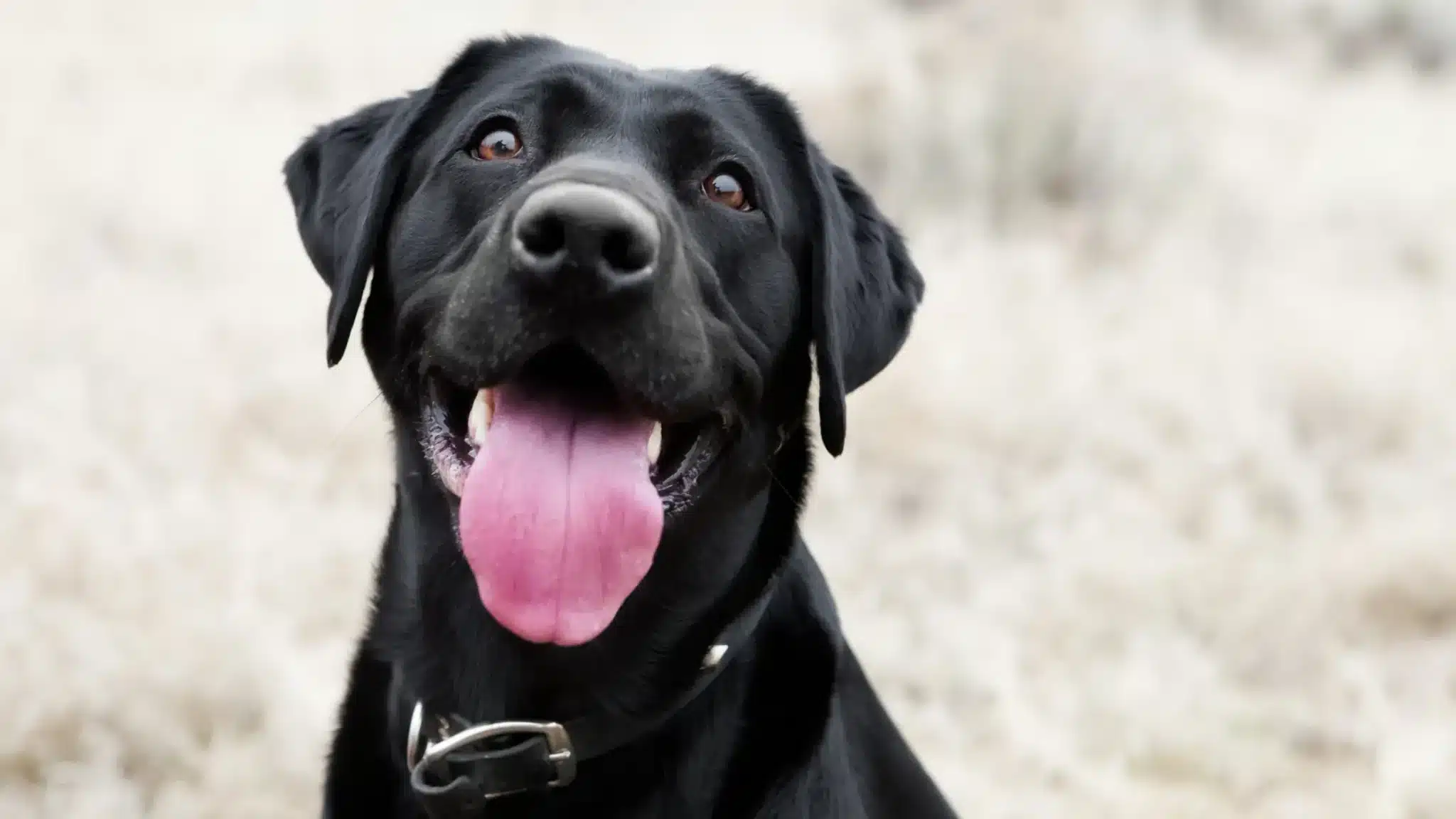a black lab