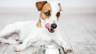 dog with food bowl